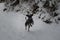 Loving joyful and happy dog jumping in the snow