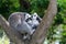 Loving lemur couple