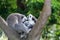 Loving lemur couple