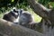 Loving lemur couple grooming