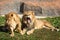 loving lion couple. Wild nature.