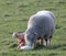 Loving mother sheep giving birth to two adorable lambs in a lush, green field