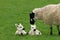 Loving Mother Sheep with Twin Lambs