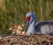 Loving Sandhill Crane mother with two chicks