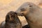 Loving seals