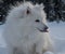 Loving winter American  Eskimo dog  with a fluffy  coat