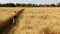 Low aerial tracking shot of a cyclist riding along the countryside field pathway