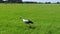 Low altitude aerial following stork bird walking over just cut grass.