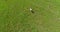 Low altitude aerial following stork bird walking over just cut grass slow and steady flight.