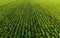 Low altitude aerial photo of rows of maize plant