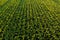 Low altitude aerial photo of rows of maize plant