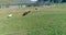 Low altitude orbital flight over wild horses herd at perfect green rural field