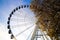 Low angel view beyond trees in autumn colors on isolated ferris wheel against blue sky on Christmas market - DÃ¼sseldorf, Germany