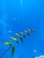 Low angel view of Neem leaves against blue sky