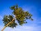 Low angel view of tree against blue sky