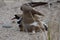 Low angle of an adult semipalmated plover pretending to be injured by ruffling its wings