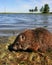 Low Angle Baby Groundhog