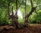 Low angle of a big tree with surface roots captured in Epping forest