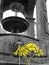 Low angle black and white shot of yellow flowers growing in front of a water fountain with a lion