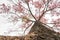 Low angle blooming Bombax ceiba or red cotton tree in a morning