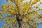 Low angle blooming Guayacan or Handroanthus chrysanthus or Golden Bell Tree