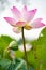 a low angle blooming lotus flower at vertical composition