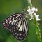 LOW ANGLE OF A BUTTERFLY PERCHING ON A WHITE FLOWERING PLANT