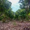 LOW ANGLE OF CACAO FARM