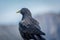 Low angle close up Alpine chough stand on rock in Alps mountains