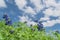 Low angle close-up bluebonnet blossom under cloud blue sky