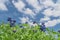 Low angle close-up bluebonnet blossom under cloud blue sky