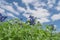 Low angle close-up bluebonnet blossom under cloud blue sky