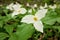 Low Angle Close Up of A Great White Trillium Patch in the Woods in Spring in Ontario Canada