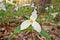 Low Angle Close Up of A Great White Trillium Patch in the Woods in Spring in Ontario Canada