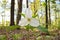 Low Angle Close Up of A Great White Trillium in the Woods in Spring in Ontario Canada