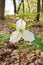 Low Angle Close Up of A Great White Trillium in the Woods in Spring in Ontario Canada