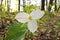 Low Angle Close Up of A Great White Trillium in the Woods in Spring in Ontario Canada