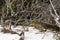 Low angle close-up shot of a Lace Monitor, commonly known as Tree Goanna Varanus varius