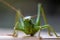 Low angle closeup of a great green bush cricket
