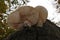 Low angle closeup on a Porcelain fungus, Oudemansiella mucida, on a dead beech tree in the forest