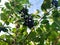 Low angle closeup shot of branches with clusters of elderberries