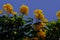 Low angle closeup shot of a bush with yellow Caesalpinia flowers