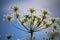 Low angle closeup shot of a common hogweed flower in the park under the sun