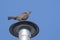 Low angle closeup shot of a small sparrow sitting on a chimney tube with blue background