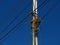 Low angle closeup of a sparrow nest on an electricity pole under the sunlight in Spain