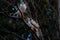 Low-angle closeup of two noisy miners perching on a tree branch dark blurred background