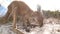 Low angle cute joey Kangaroo eating grass on the beach. Australia