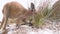 Low angle cute joey Kangaroo eating grass on the beach. Australia