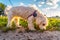 Low angle cute Maltese dog with collar smells grass on dried earth soil