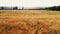 Low angle flight above ripe yellow wheat field